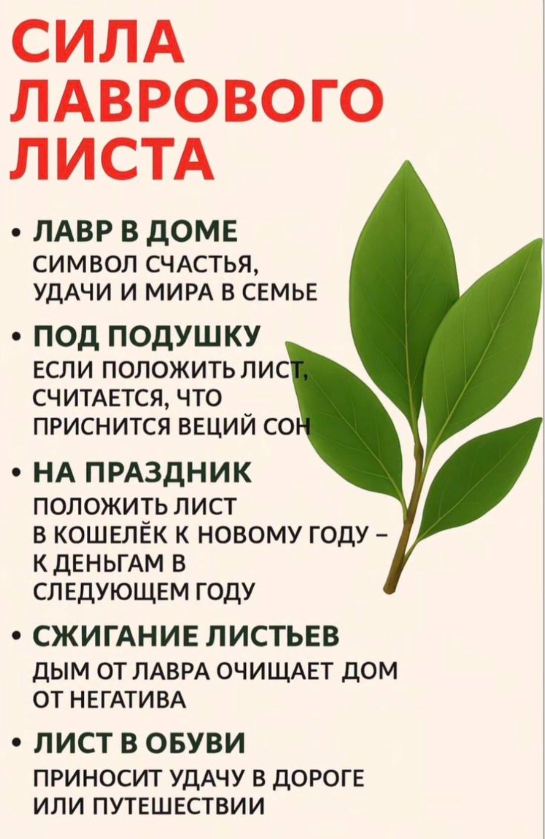 СИЛА ЛАВРОВОГО ЛИСТА
• ЛАВР В ДОМЕ — символ счастья, удачи и мира в семье
• ПОД ПОДУШКУ — если положить лист, считается, что приснится вещий сон
• НА ПРАЗДНИК — положить лист в кошелёк к новому году — к деньгам в следующем году
• СЖИГАНИЕ ЛИСТЬЕВ — дым от лавра очищает дом от негатива
• ЛИСТ В ОБУВИ — приносит удачу в дороге или путешествии