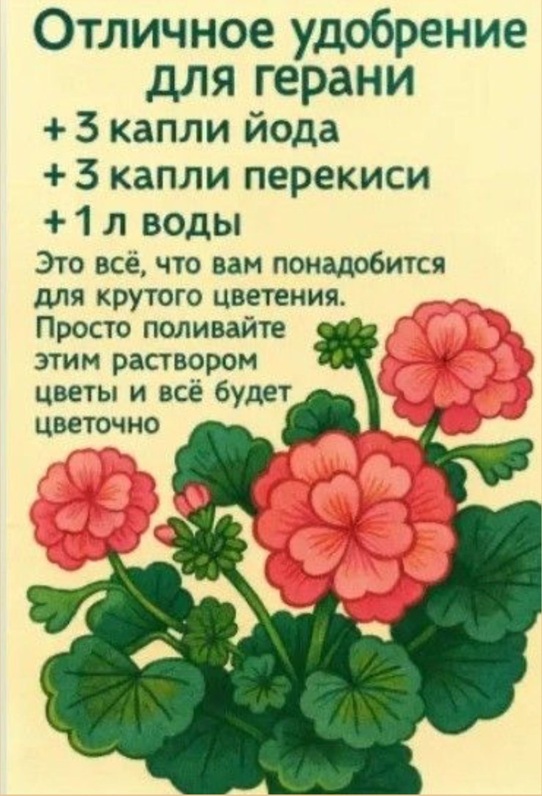 Отличное удобрение для герани + 3 капли йода + 3 капли перекиси + 1 л воды Это всё, что вам понадобится для круглого цветения. Просто поливайте этим раствором цветы и всё будет цветочно
