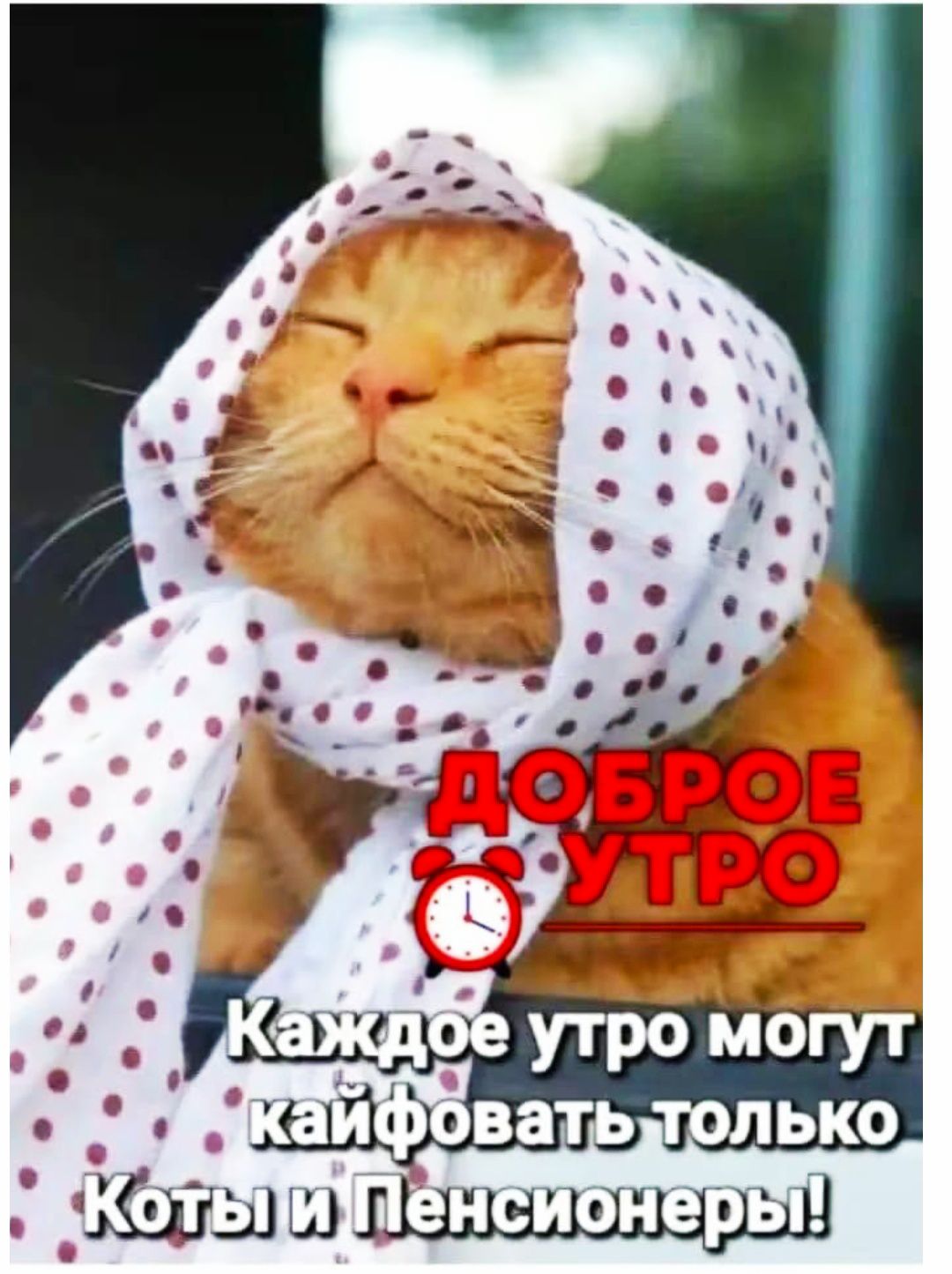 Доброе утро Каждое утро могут кайфовать только Коты и Пенсионеры!