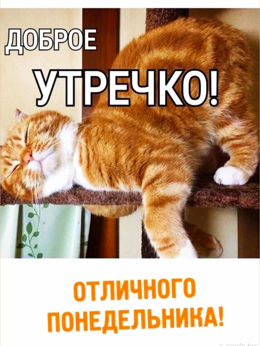 ДОБРОЕ УТРЕЧКО!\nОТЛИЧНОГО ПОНЕДЕЛЬНИКА!