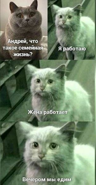 Андрей, что такое семейная жизнь? Я работаю. Жена работает. Вечером мы едим.
