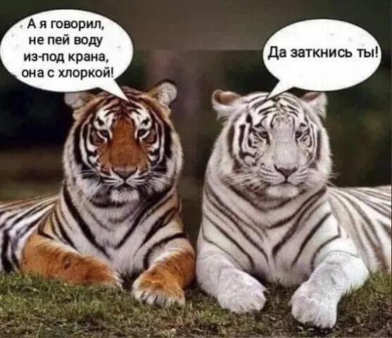 А я говорил, не пей воду из-под крана, она с хлоркой! Да заткнись ты!
