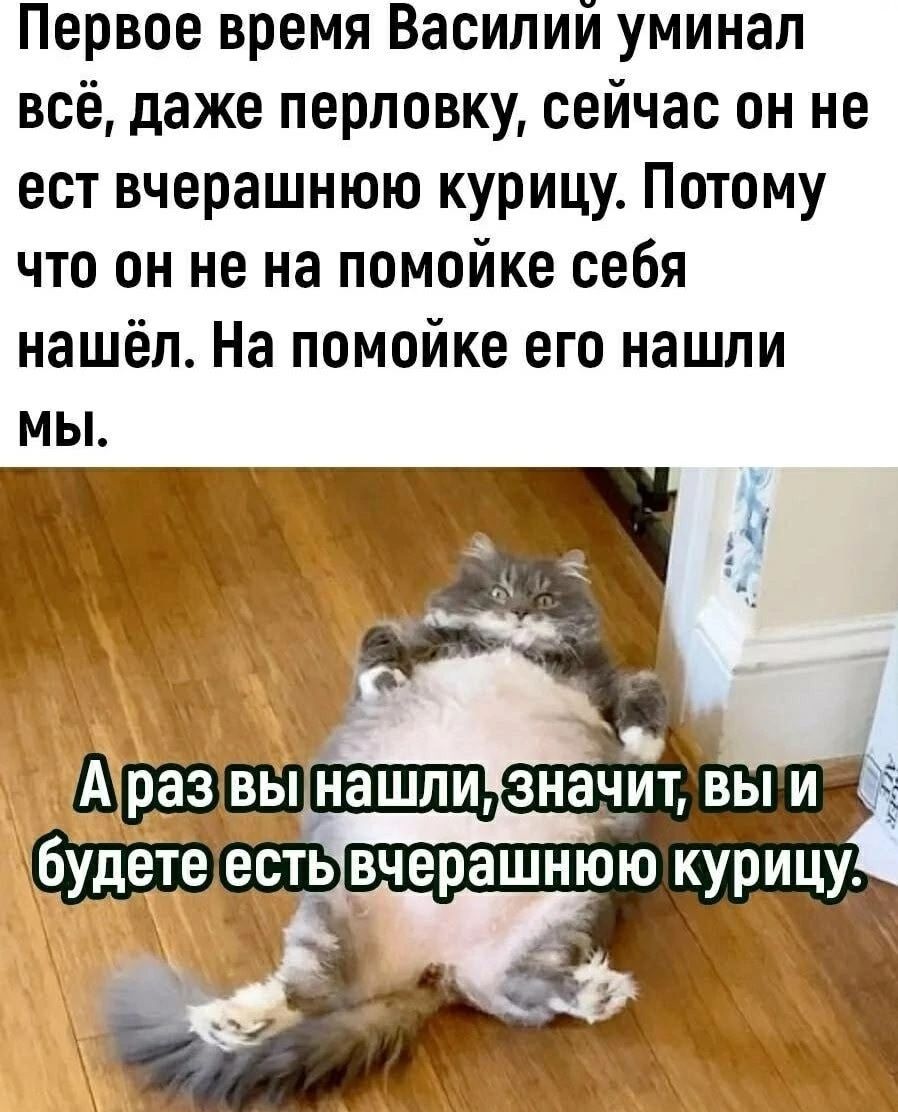 Первое время Василий уминал всё, даже перловку, сейчас он не ест вчерашнюю курицу. Потому что он не на помойке себя нашёл. На помойке его нашли мы.

А раз вы нашли, значит, вы и будете есть вчерашнюю курицу.