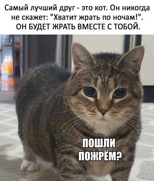 Самый лучший друг - это кот. Он никогда не скажет: 