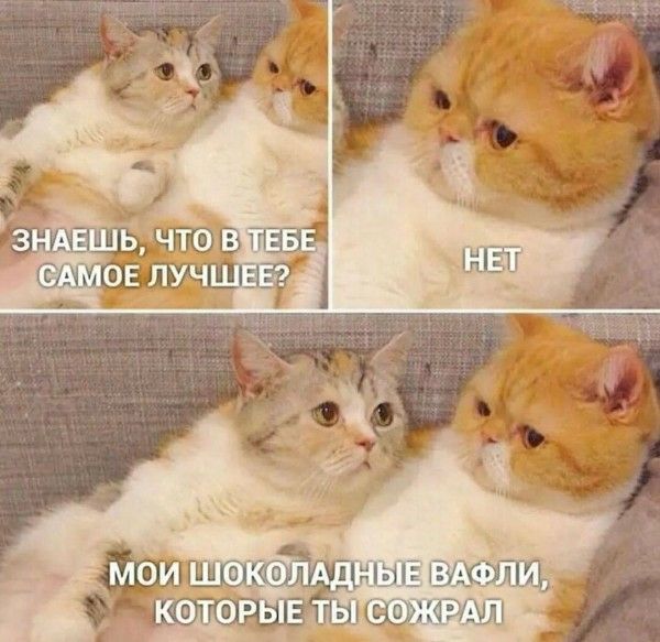 знаешь, что в тебе самое лучшее? НЕТ мои шоколадные вафли, которые ты съел