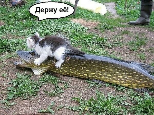 Держу её!