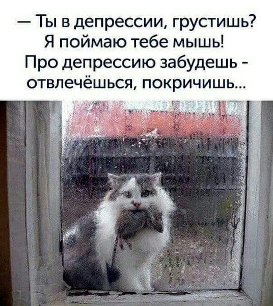 — Ты в депрессии, грустишь? Я поймаю тебе мышь! Про депрессию забудешь - отвлечёшься, покричишь...