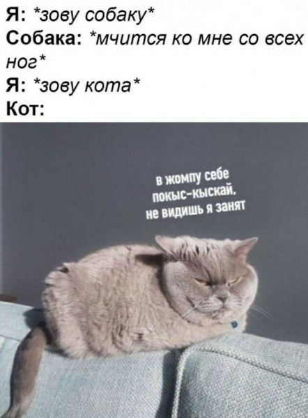 Я: *зову собаку*
Собака: *мчится ко мне со всех ног*
Я: *зову кота*
Кот:
в жопу себе покыс-кыскай.
не видишь я занят