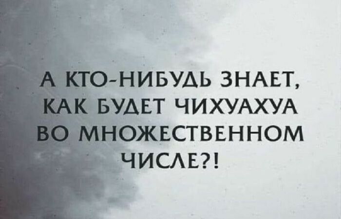 А кто-нибудь знает, как будет чихуахуа во множественном числе?!