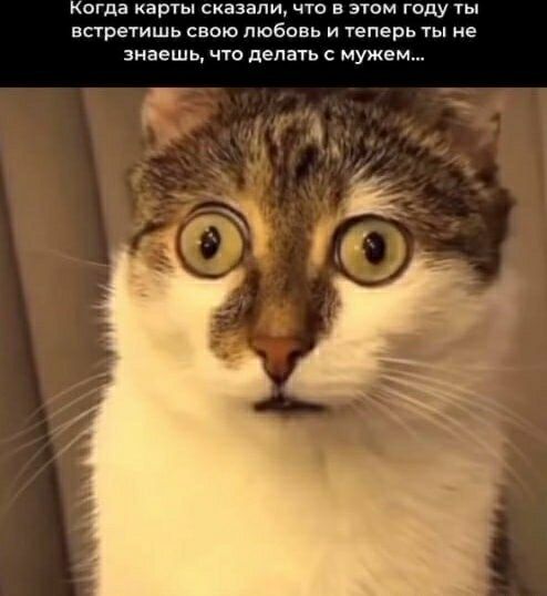 Когда карты сказали, что в этом году ты встретишь свою любовь и теперь ты не знаешь, что делать с мужем...