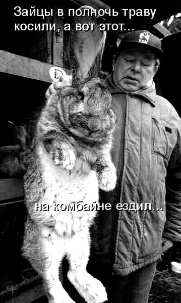 Зайцы в полночь траву косили, а вот этот... на комбайне ездил...