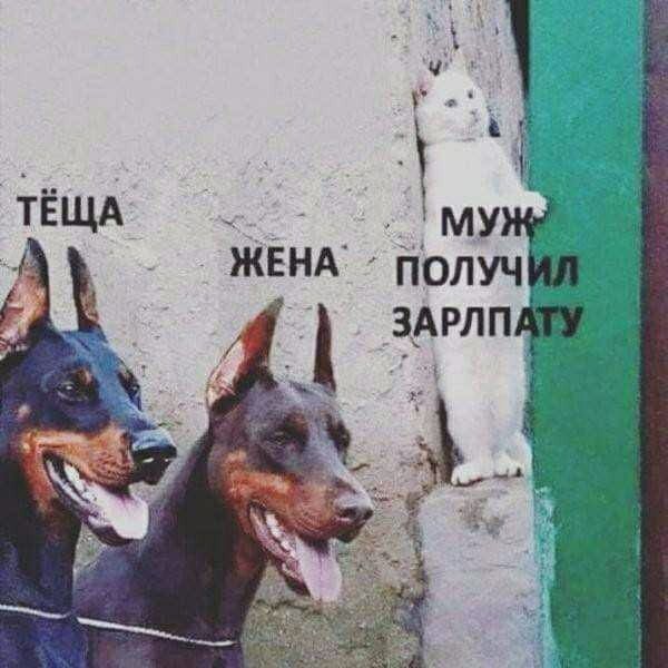 Тёща, жена, муж получил зарплату