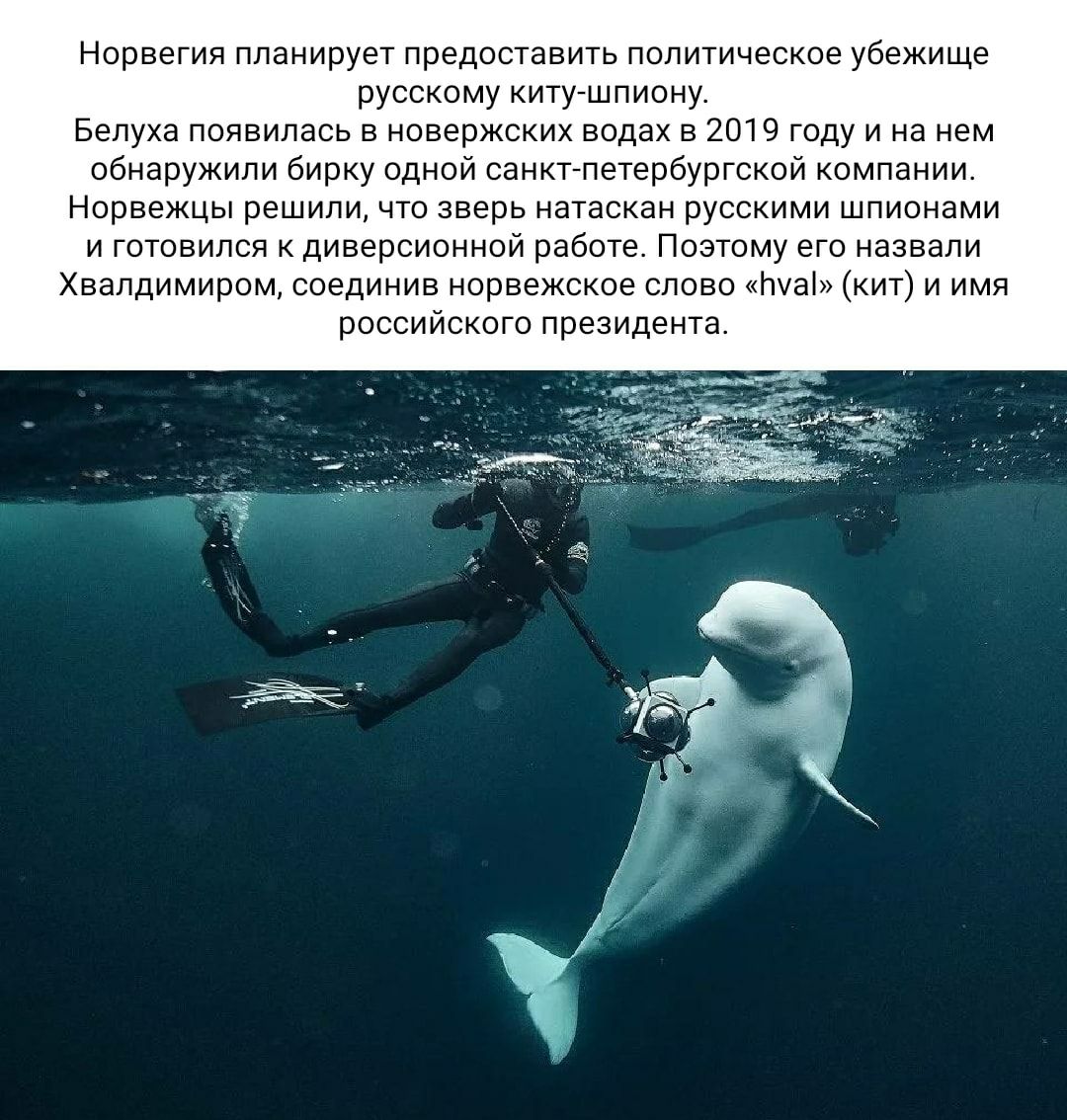 Норвегия планирует предоставить политическое убежище русскому кит-шпиону. Белуха появилась в норвежских водах в 2019 году и на нем обнаружили бирку одной санкт-петербургской компании. Норвежцы решили, что зверь натаскан русскими шпионами и готовился к диверсионной работе. Поэтому его назвали Хвалмдомиром, соединяя норвежское слово «hval» ( кит) и имя российского президента.