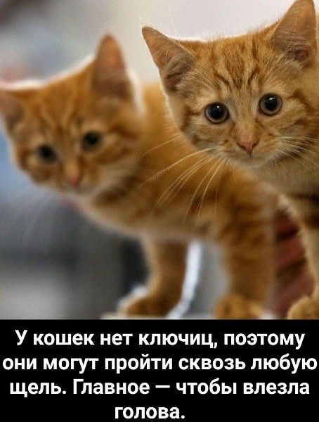 У кошек нет ключиц, поэтому они могут пройти сквозь любую щель. Главное — чтобы вошла голова.