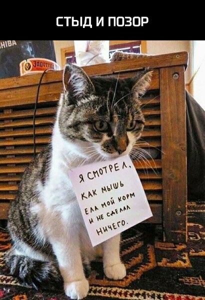 СТЫД И ПОЗОР
Я смотрел как мышь ела мой корм и не съела ничего.