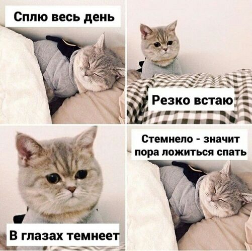 Сплю весь день / Резко встаю / В глазах темнеет / Стемнело - значит пора ложиться спать