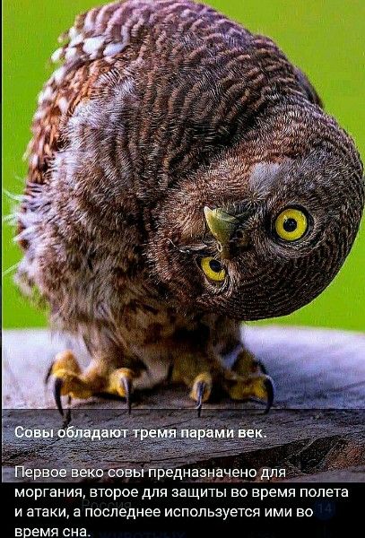 Совы обладают тремя парами век. Первое веко совы предназначено для моргания, второе для защиты во время полета и атаки, а последнее используется ими во время сна.