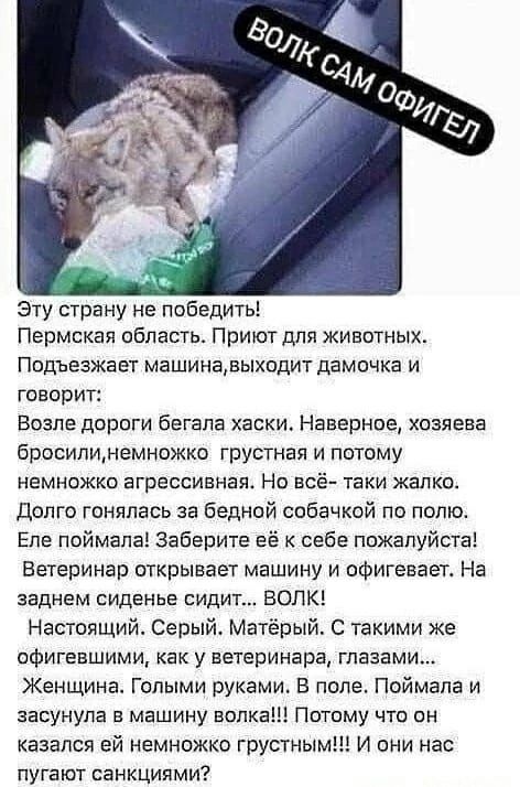Эту страну не победить! Пермская область. Приют для животных. Пользуется машина, выходит дамочка и говорит: Возле дороги бегала харки? Наверное, хозяева бросили, немножко грустная и потому немножко агрессивная. Но всё — так жалко. Долго гонялась за бедной собачкой по полю. Еле поймала! Заберите её к себе пожалуйста! Ветеринар открывает машину и офигевает. На заднем сиденье сидит... ВОЛК! Настоящий. Серый. Матёрый. С такими же офигенными глазами... Женщина голыми руками. В поле. Поймала и засунула в машину волка!!! Потому что он казался ей немножко грустным!!! И они нас пугают санкциями?