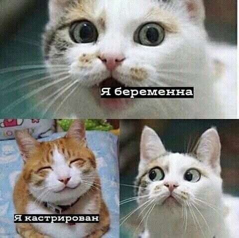 Я беременна
Я кастрирован