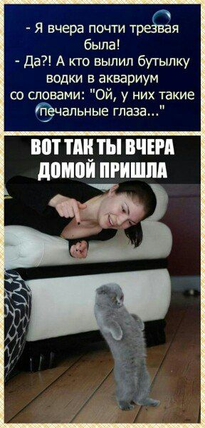 - Я вчера почти трезвая была! - Да?! А кто вылил бутылку водки в аквариум со словами: 