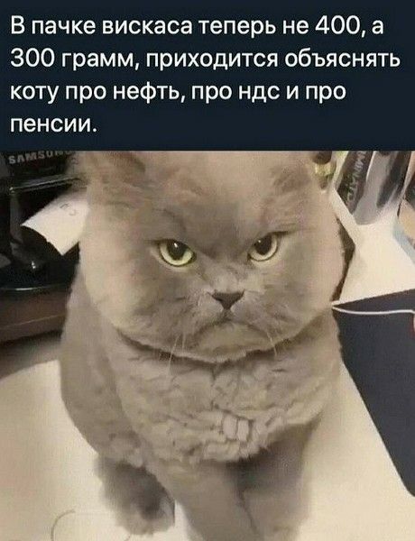 В пачке вискасa теперь не 400, а 300 грамм, приходится объяснять коту про нефть, про НДС и про пенсии.