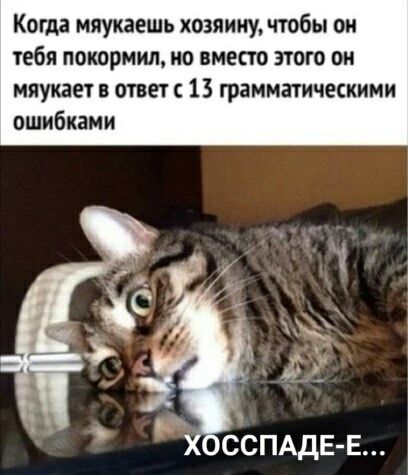 Когда мяукаешь хозяину, чтобы он тебя покормил, но вместо этого он мяукает в ответ с 13 грамматическими ошибками\nХОСПАДЕ-Е...