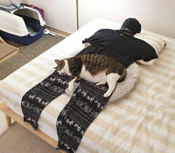 Кот исследует предметы на кровати в спальне.