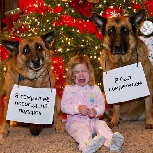 Я сожрал её новогодний подарок
Я был свидетелем