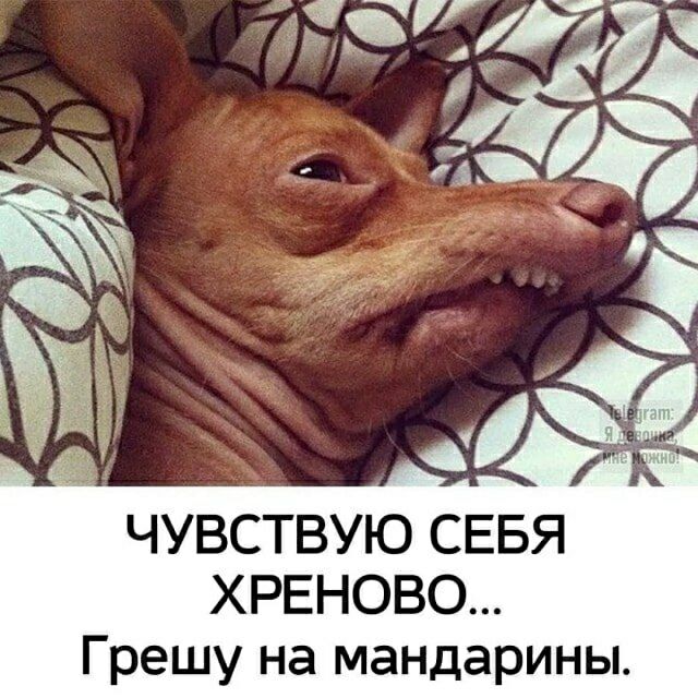 ЧУВСТВУЮ СЕБЯ ХРЕНОВО... ГРЕШУ НА МАНДАРИНЫ.
