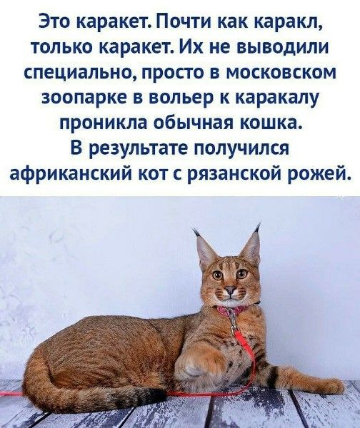 Это каракет. Почти как карак, только каракет. Их не выводили специально, просто в московском зоопарке вольёр к каракалу проникла обычная кошка. В результате получился африканский кот с рязанской рожей.