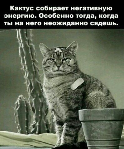 Кактус собирает негативную энергию. Особенно тогда, когда ты на него неожиданно сидешь.