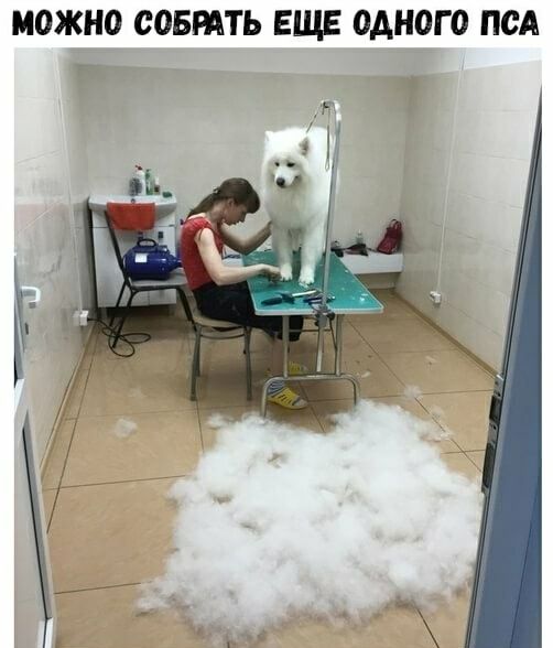 МОЖНО СОБРАТЬ ЕЩЕ ОДНОГО ПСА