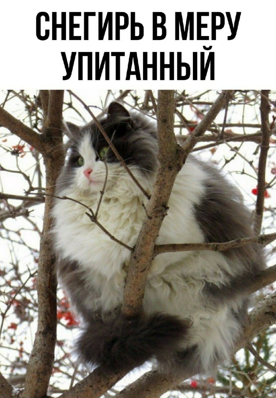 СНЕГИРЬ В МЕРУ УПИТАННЫЙ