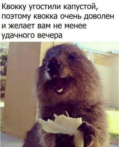 Квокку угостили капустой, поэтому квокка очень доволен и желает вам не менее удачного вечера