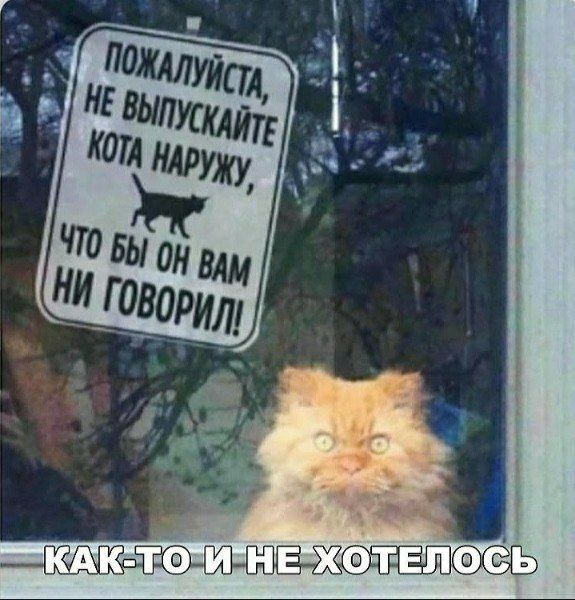 ПОЖАЛУЙСТА, НЕ ВЫПУСКАЙТЕ КОТА НАРУЖУ, ЧТО БЫ ОН ВАМ НИ ГОВОРИЛ!\nКАК-ТО И НЕ ХОТЕЛОСЬ
