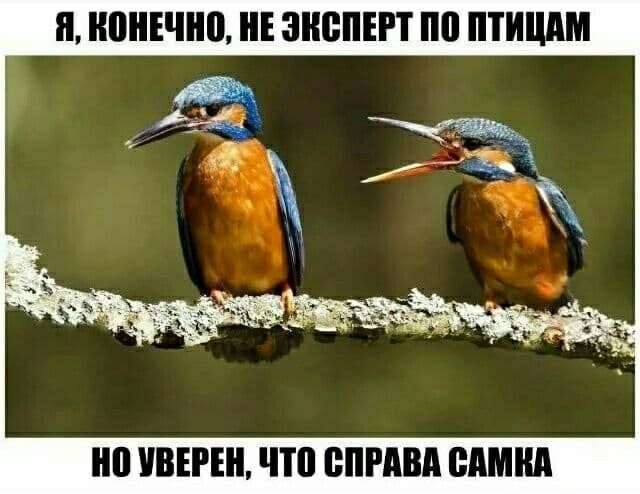 Я, конечно, не эксперт по птицам
Но уверен, что справа самка