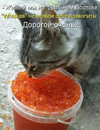 - Живем мы на Дальнем Востоке, 