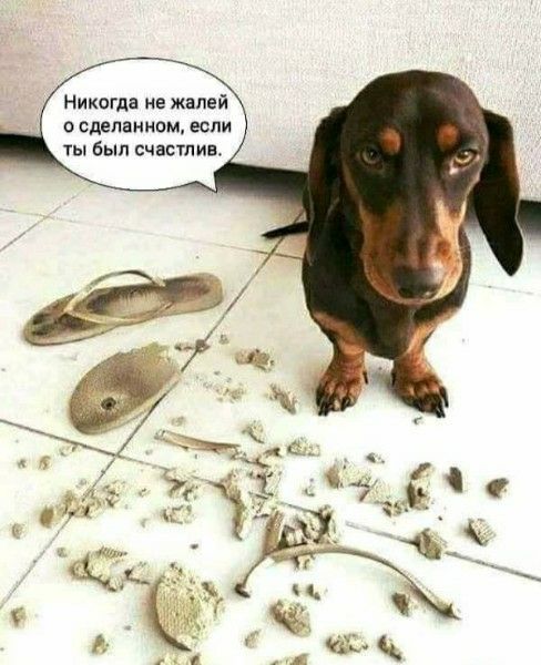 Никогда не жалей о сделанном, если ты был счастлив.