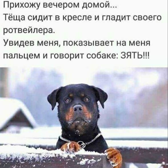 Прихожу вечером домой...
Тёща сидит в кресле и гладит своего ротвейлера.
Увидев меня, показывает на меня пальцем и говорит собаке: ЗЯТЬ!!!