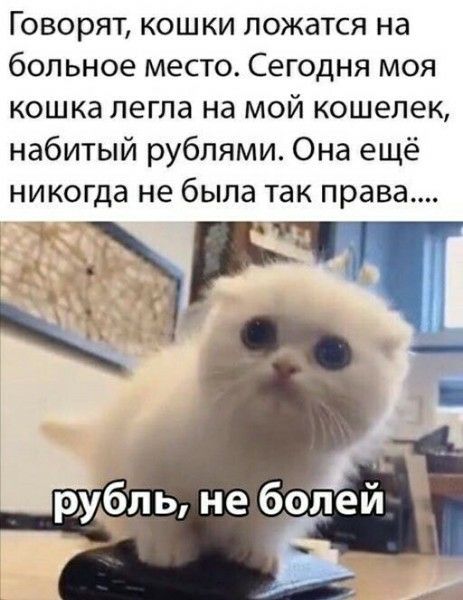 Говорят, кошки ложатся на больное место. Сегодня моя кошка легла на мой кошелек, набитый рублями. Она еще никогда не была так права.... рубль, не болей