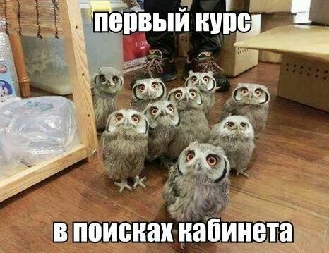 первый курс в поисках кабинета