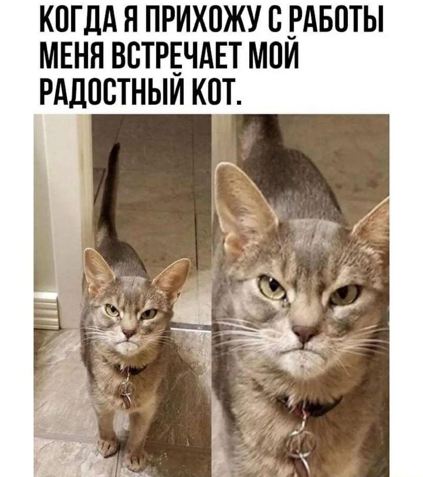 КОГДА Я ПРИХОЖУ С РАБОТЫ МЕНЯ ВСТРЕЧАЕТ МОЙ РАДОСТНЫЙ КОТ.