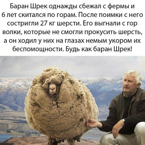 Баран Шрек однажды сбежал с фермы и 6 лет скитался по горам. После поимки с него состригли 27 кг шерсти. Его выгнали с гор волки, которые не смогли прокусить шерсть, а он ходил у них на глазах немым укором их беспомощности. Будь как баран Шрек!