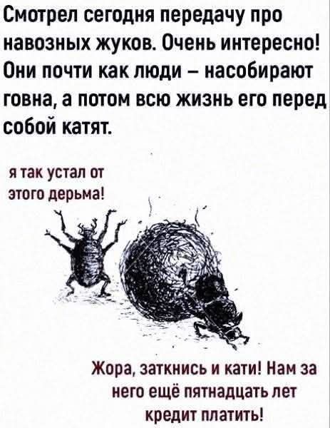 Смотрел сегодня передачу про навозных жуков. Очень интересно! Они почти как люди – насобирают говна, а потом всю жизнь его перед собой катят.
я так устал от этого дерьма!
Жора, заткнись и кати! Нам за него ещё пятнадцать лет кредит платить!