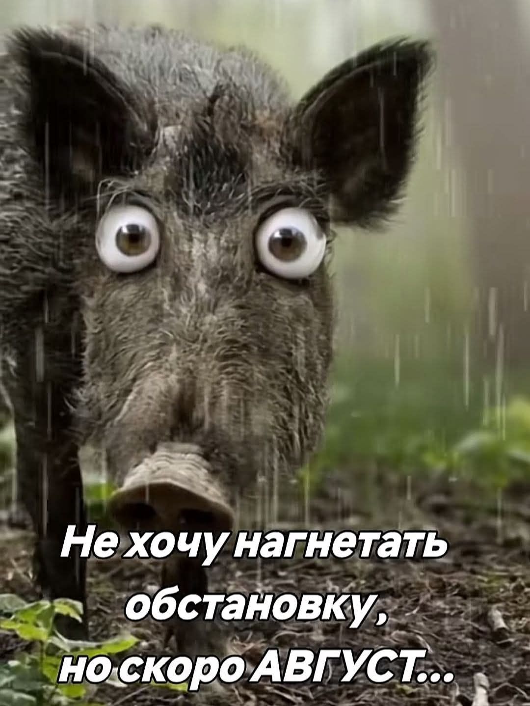 Не хочу нагнетать обстановку, но скоро АВГУСТ...