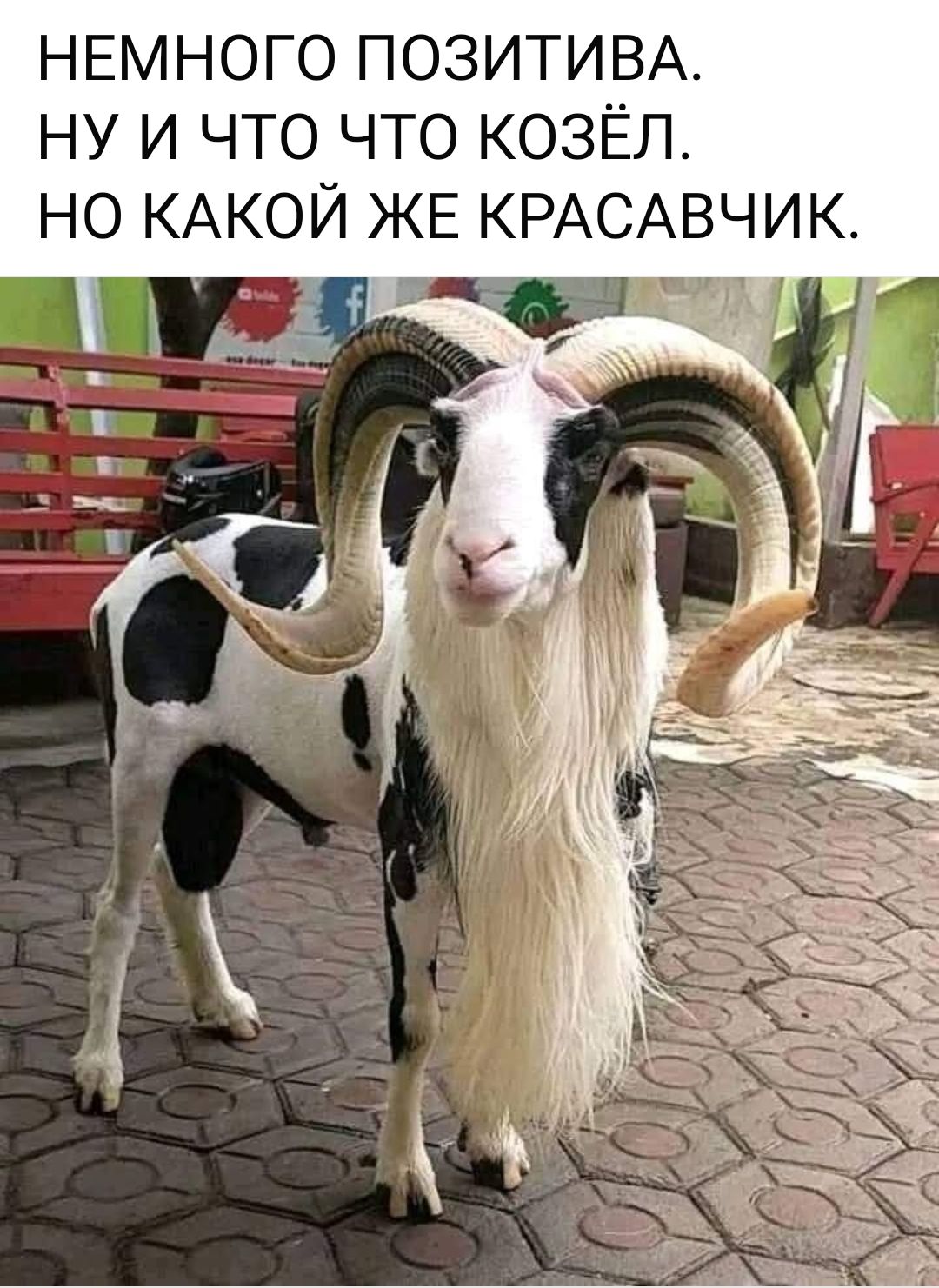 НЕМНОГО ПОЗИТИВА.
НУ И ЧТО ЧТО КОЗЁЛ.
НО КАКОЙ ЖЕ КРАСАВЧИК.