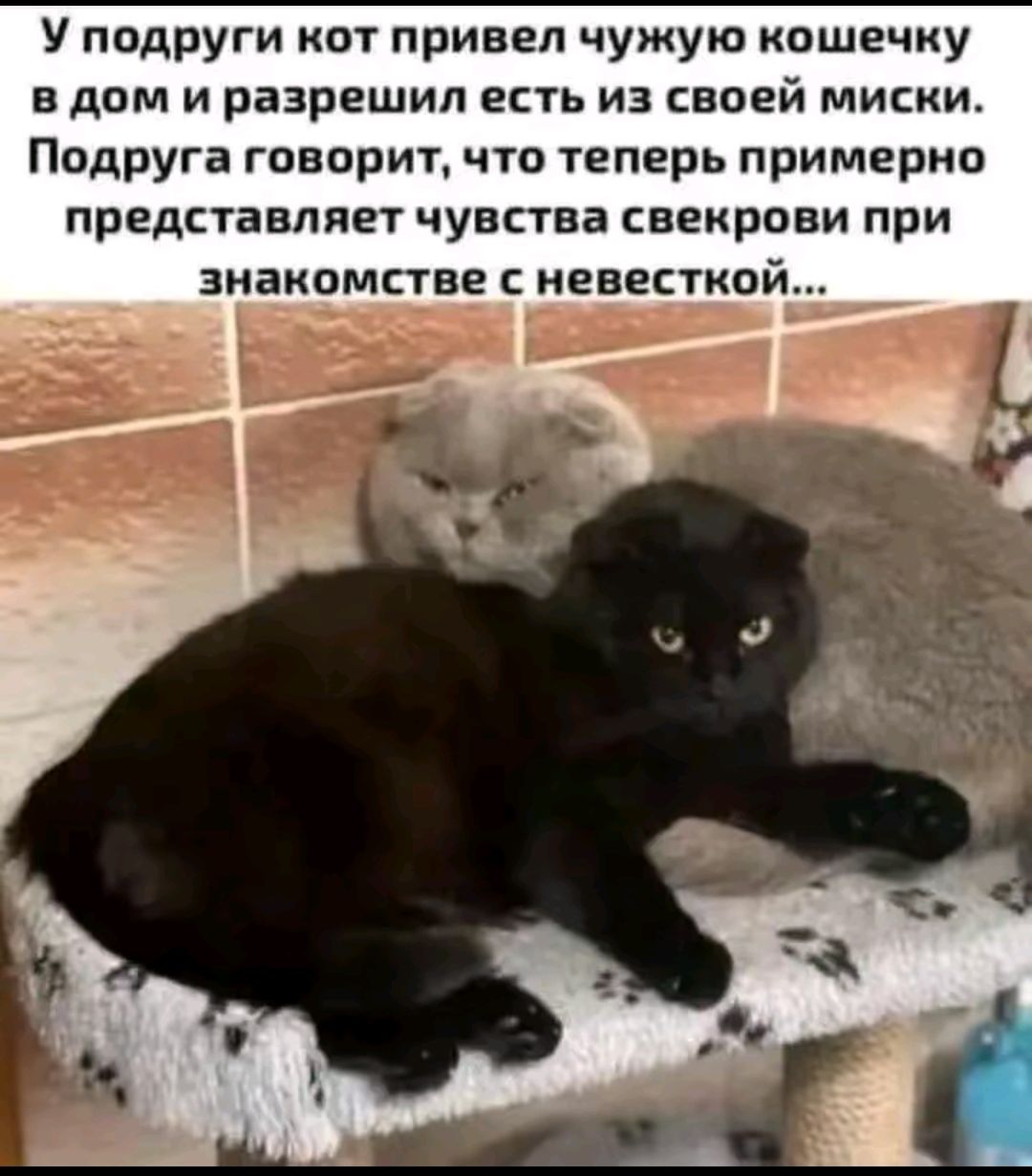 У подруги кот привел чужую кошечку в дом и разрешил есть из своей миски. Подруга говорит, что теперь примерно представляет чувства свекрови при знакомстве с невесткой...