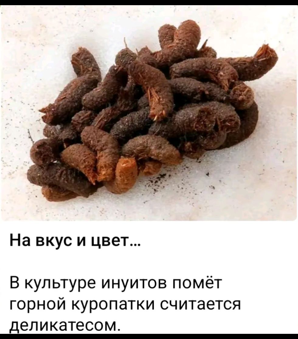 На вкус и цвет...
В культуре инуитов помёт горной куропатки считается деликатесом.