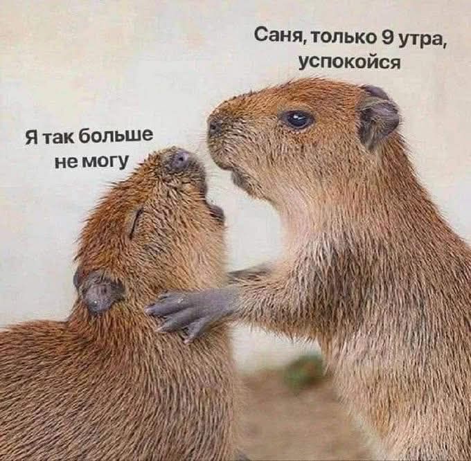 Саня, только 9 утра, успокойся
Я так больше не могу