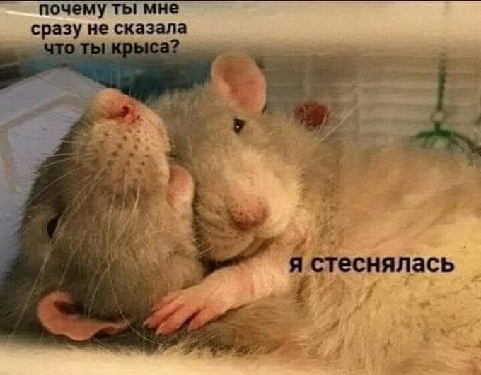 почему ты мне сразу не сказала что ты крыса?
я стеснялась
